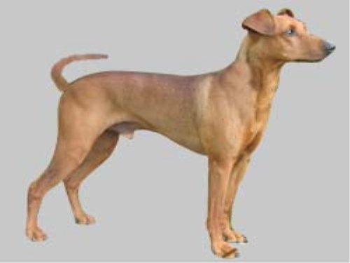 Deutscher Pinscher, rot