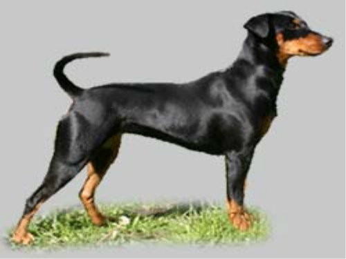 Deutscher Pinscher, schwarzrot