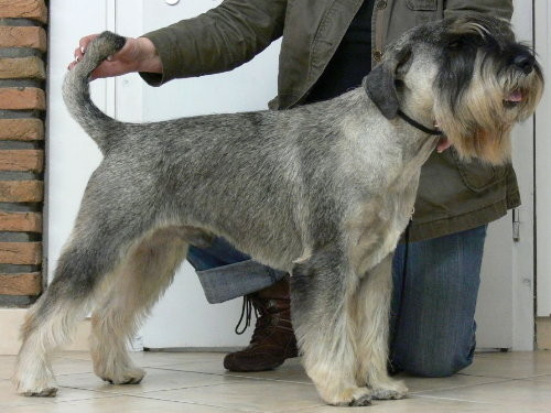 Schnauzer, pfeffersalz