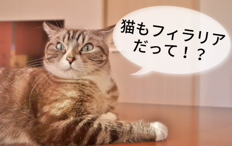 猫だってフィラリアにかかる⁉犬だけではない猫フィラリアの怖い話