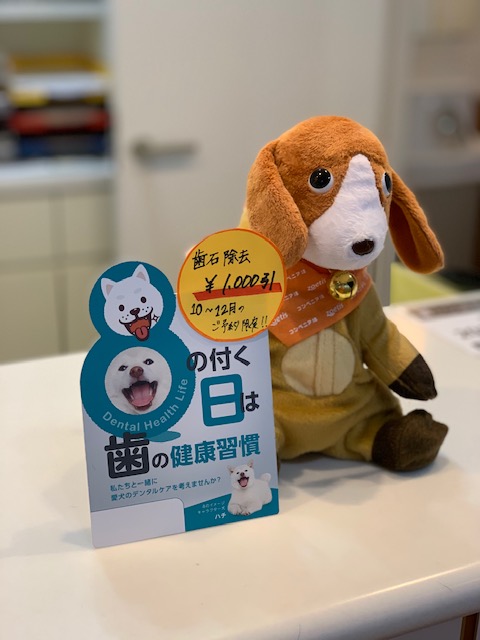 11月8日いい歯の日 犬猫も歯のチェックをしよう アルマ動物病院 神戸市須磨区名谷駅近く 日曜診察 駐車場完備 11月8日いい歯の日 犬猫も歯のチェックをしよう アルマ動物病院 神戸市須磨区名谷駅近く 日曜診察 駐車場完備