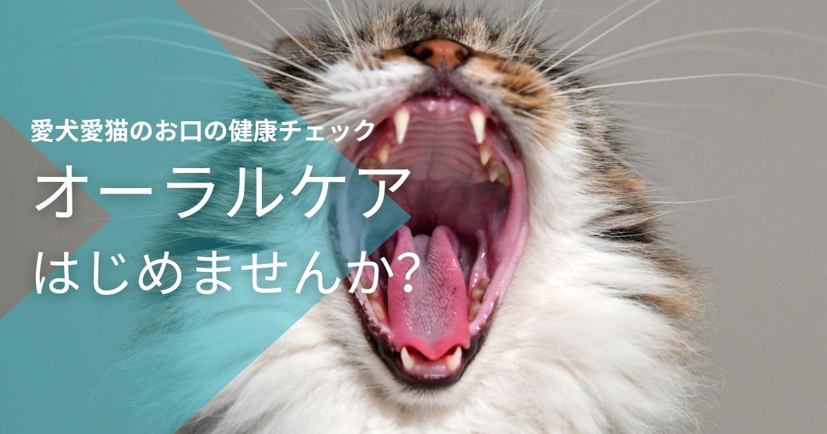 歯周病予防で愛犬・愛猫の健康を守ろう