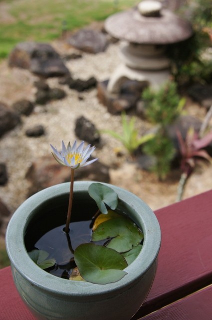 This is my favorite water lilly.  Interestingly, the size of the flower is depending on the size of the pot. "Bigger pot, bigger flower.  Smaller pot, smaller flower."