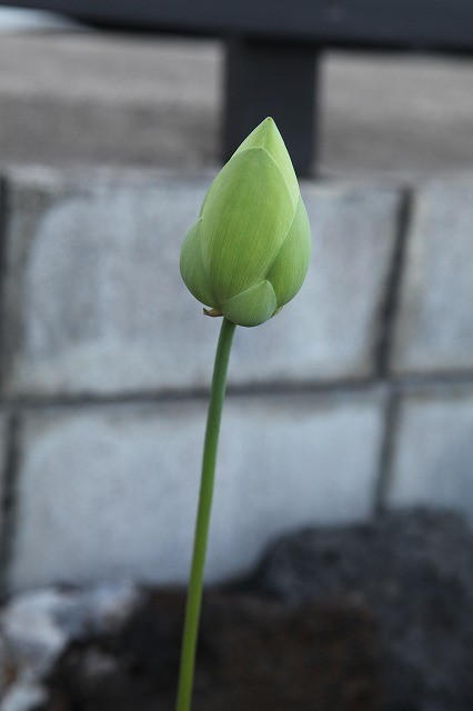 August 29 at 6:18 p.m.  I never expected it would bloom next morning.