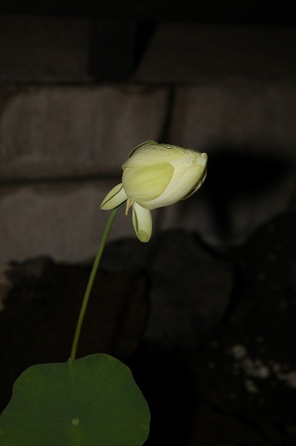 4th Day Flower at 12:48 a.m.