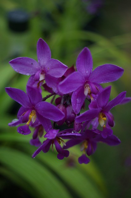 Spathoglottis "Purple"