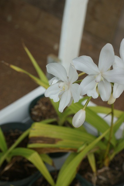 Spathoglottis "Snow Angel"