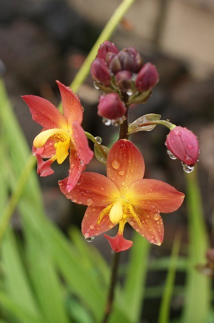 Spathoglottis "Orange"