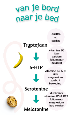 Afbeelding: Hoe melatonine gemaakt wordt