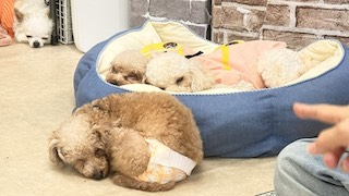 保護犬施設に行ってきました