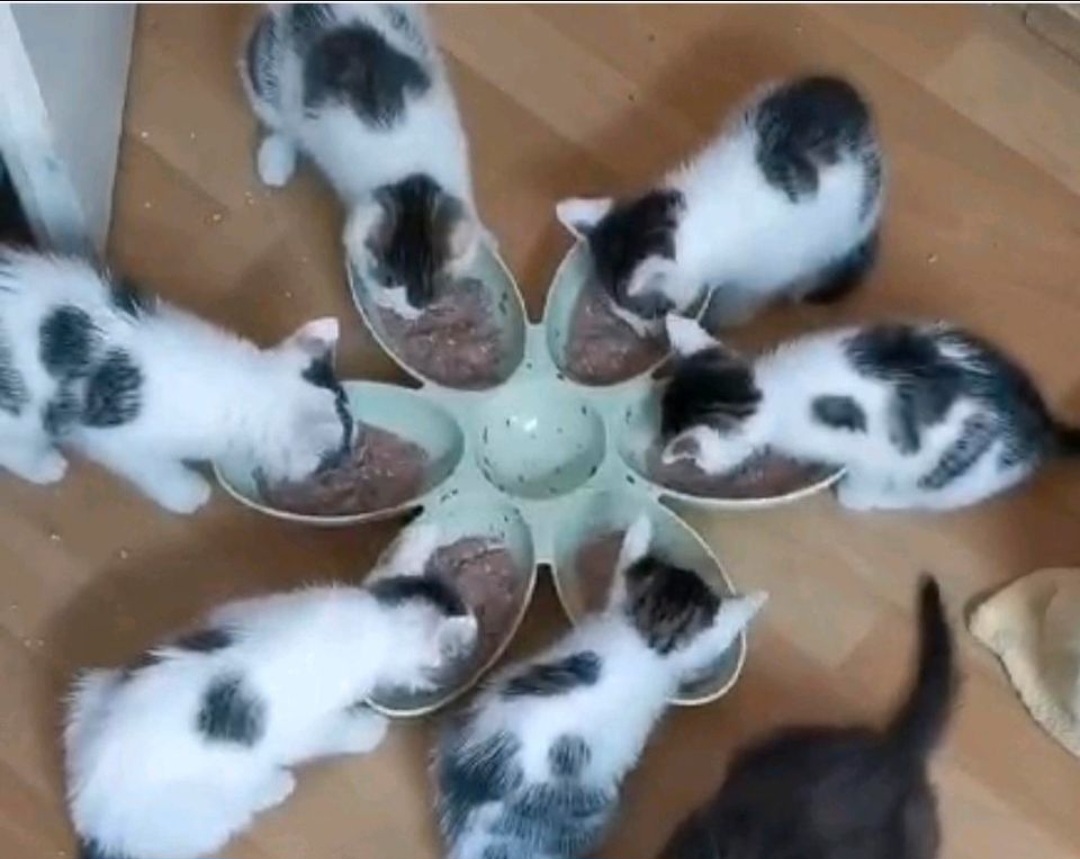 KITTEN 