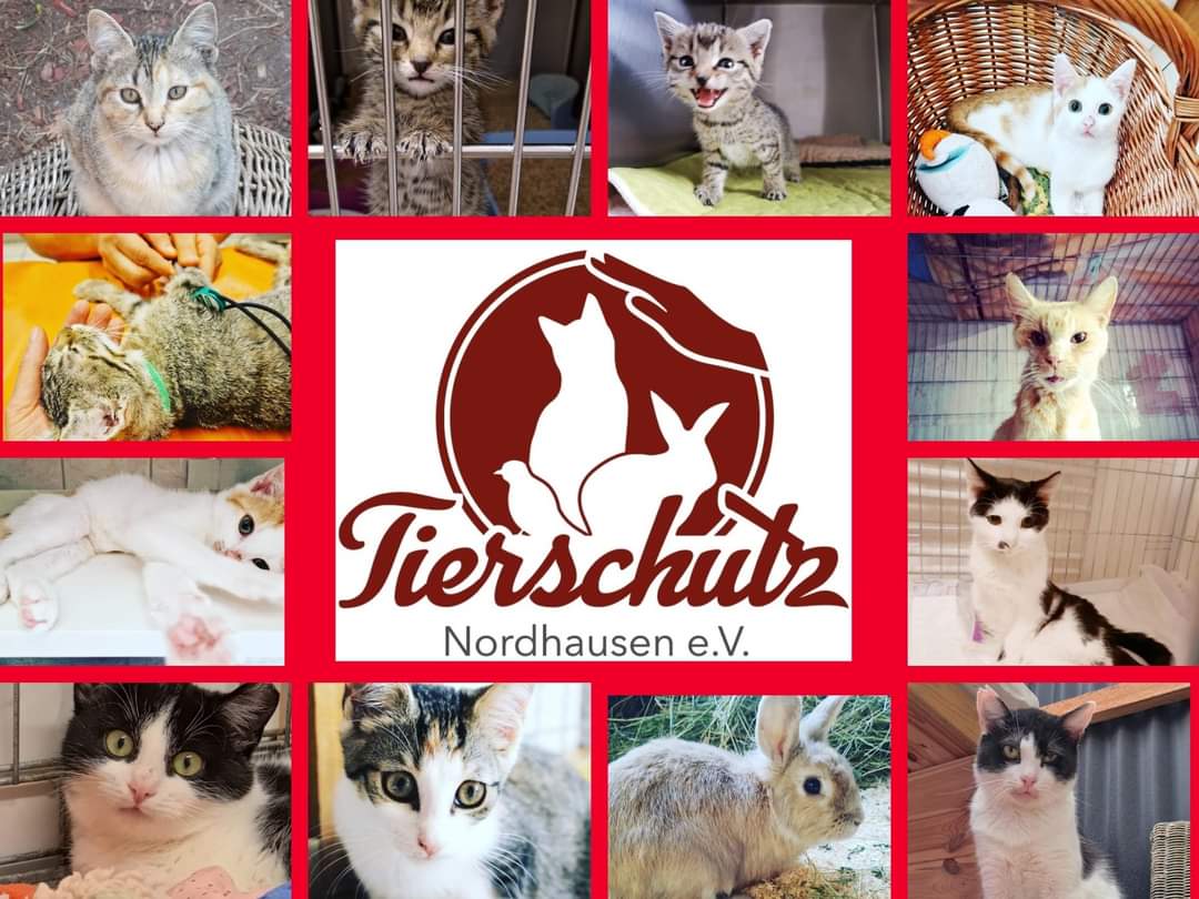 Kommt schnell herein zur Tür, denn es verbirgt sich dahinter unsere Küchenkatze Frau Meier 😍. Meierchen sucht endlich eine eigene Küche! So langsam hat sie ihr Schnütchen voll von unserem Chaos und rum gewusel in Küche und Bad ,hier unten ist immer Aktion und jedes Mal will Zippe Meier zur Tür hinaus in Flur und wenn man nicht tierisch aufpasst auch auf den Hof flitzen. Den Flur können wir ihr gern noch gönnen um Feierabend aber mitten in der Stadt im Tierschutzgarten das wird wohl nichts werden Meierchen🙄. Wir finden für Frau Meier bestimmt gemeinsam ein Zuhause wo sie ein ganzen Haus,eine richtige Familie sowie auch einmal wieder die Möglichkeit hat sich im Hof und Garten in dörflicher Idylle zu bewegen. Sie kam mit 6 Welpen zu uns aus einer Kleingartenanlage nahe der Massentierhaltungsanlage Van Asten am Rande der Stadt Nordhausen!😔 Nicht nur dort "leben" vergessene Tiere...🐖 sondern auch in den Kleingärten sind sehr viele, da jedoch sind es die Katzen, so wie Frau Meier . Am Rande der Stadt ,wo selten jemand genauer hinschaut, wo auch im Laufe der Zeit vom Menschen verlassene Grundstücke stehen ,mit Gartenlauben oder Geräteschuppen die brach liegen ,wo alles beginnt zu verwildern oder schon lange lange Zeit zuwuchert und niemanden mehr lockt den Garten zu erwerben. Dort kämpfen sie sich durch, die herrenlosen Strassenkatzen und ihr Nachwuchs. Manche haben das Glück vom Frühjahr an bis in den Herbst von netten Gartenbesitzern gesehen und gefüttert zu werden. Bis jeder wieder in seine Stadtwohnung geht nach dem Sommer und diese Katzen wieder sich selbst überlassen sind. Jedes Jahr haben diese Kätzchen mindestens zweimal Nachwuchs, meistens sind sie selbst unterversorgt,manchmal haben sie totgeburten dabei und wenn die Katze Glück hat verbleiben die Toten Früchte nicht in ihr um zu schmerzhaften vereiterungen in der Gebärmutter bis hin zum qualvollen Tod zu führen im Kalten nirgendwo ohne Familie oder Hilfe😔. Frau Meier hatte Glück ,denn in ihren auserwählten Garten kamen liebe Menschen, haben sie umsorgt,gefüttert, ihre kleinen gesehen und den Tierschutzverein angerufen und um Hilfe gebeten. Hatten die lieben Menschen doch schon 2 Kätzchen zu sich genommen aus jener Gartenanlage. Doch diesmal mit 6 kleinen dazu ging das natürlich nicht auch noch😲. Zumal die eigenen Kätzchen, die mit in den Garten genommen werden jedes Jahr davon auch wenig begeistert waren was denn da schon wieder umher stiefelte 😼. Mittlerweile wurde ich,die Mama Frau Meier kastriert, gechipt,registriert, entwurmt und geimpft. Das Leben das ich mir wünsche ist bei Menschen in einem richtigen Haus mit Garten 😻.Ich liebe und vermisse meinen Garten. Wer hat einen Garten mit Haus und ganz viel Liebe für mich?🙏 Frau Meier würde so gern zu einer netten Familie ziehen aber nicht unbedingt mit anderen Katzen dort ,denn sie hat in der Kleingartenanlage andere auch immer verjagt. Sie hat zwar die netten Menschen dort kennen und lieben gelernt, möchte sie aber ungern teilen.Im Katzenhaus teilte sie sich die Küche auch schon mit dem Belzebub und es klappte aber einigermaßen,denn der war auch ein kleiner Chaote😄🥰🤗!🙏 Wer ernsthaftes Interesse an Frau Meier hat, kann sie gern besuchen kommen und kennenlernen. Hierfür bitte vorher telefonische Terminabsprache oder via Mail/Pn Messenger Tierschutz Nordhausen August-Bebel-Platz 27 Tel.:0173/5653574 ( Whats App) Email: tierschutz.nordhausen@gmail.com
