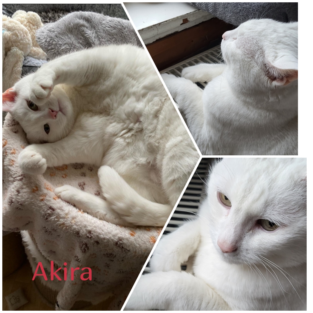 Akira