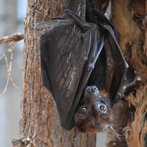 Chauve-souris a un arbre