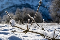 Sous la neige