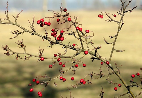 Début des bourgeons
