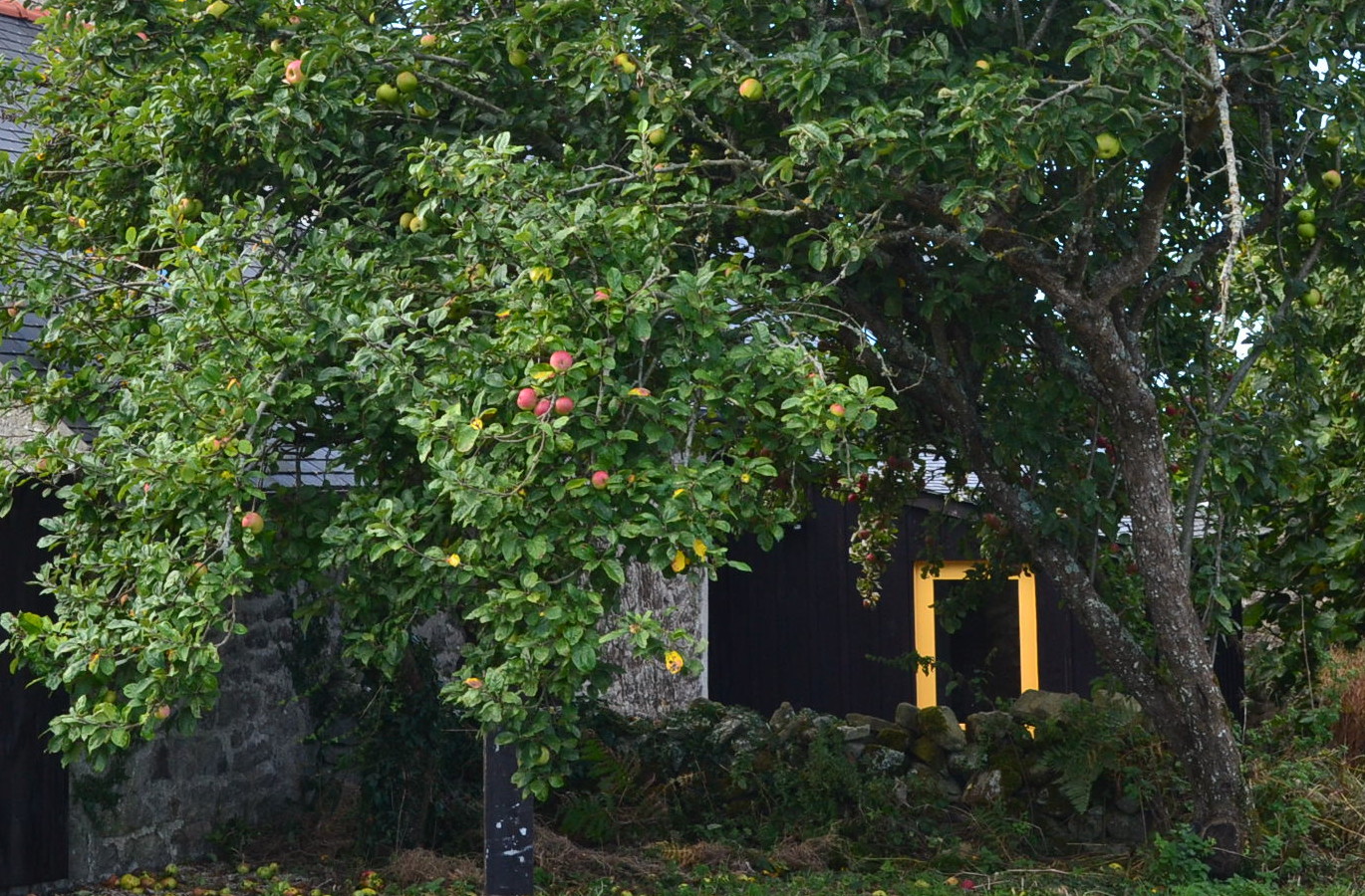 entrée arrière