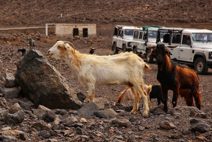 Kanaren Fuerteventura Ziegen