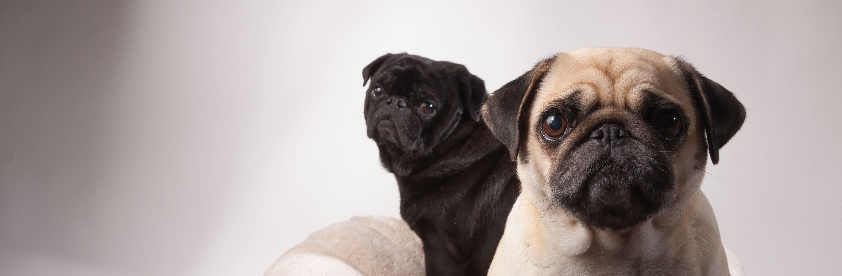 Mops Steckbrief zur Rasse Möpsle.de