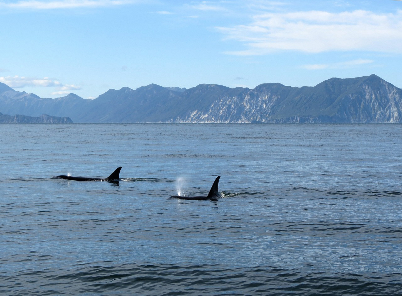 Orcinus Orca: Fakten.