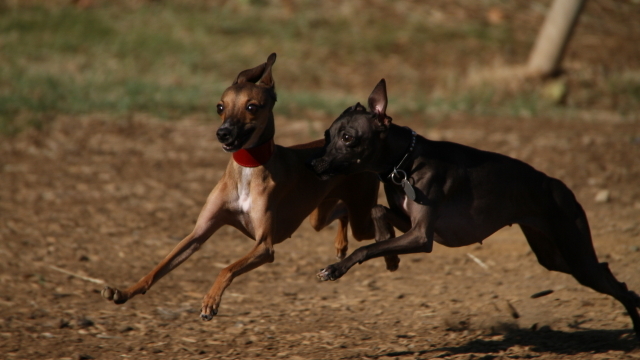 プロフィール - イタリアン・グレーハウンド専門犬舎 ～PETIT COPAIN