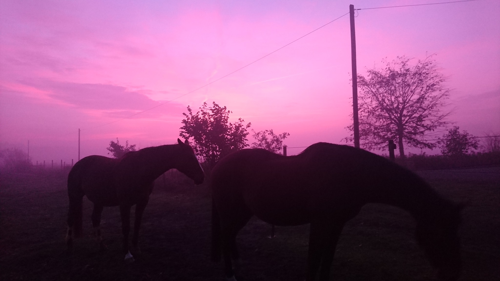 Der Himmel strahlt für die Pferde - was für ein Sonnenaufgang