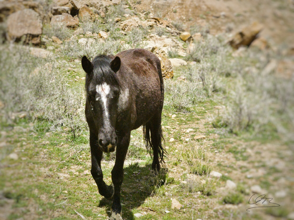 Mustang Altstute - Nähe Palisade Colorado