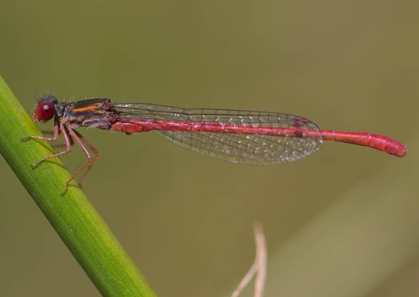 Scharlachlibelle (Foto: Silke Lorenz)