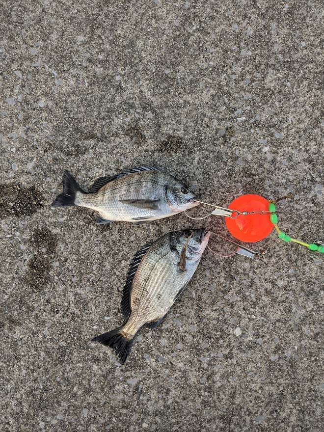 釣り釣り釣り