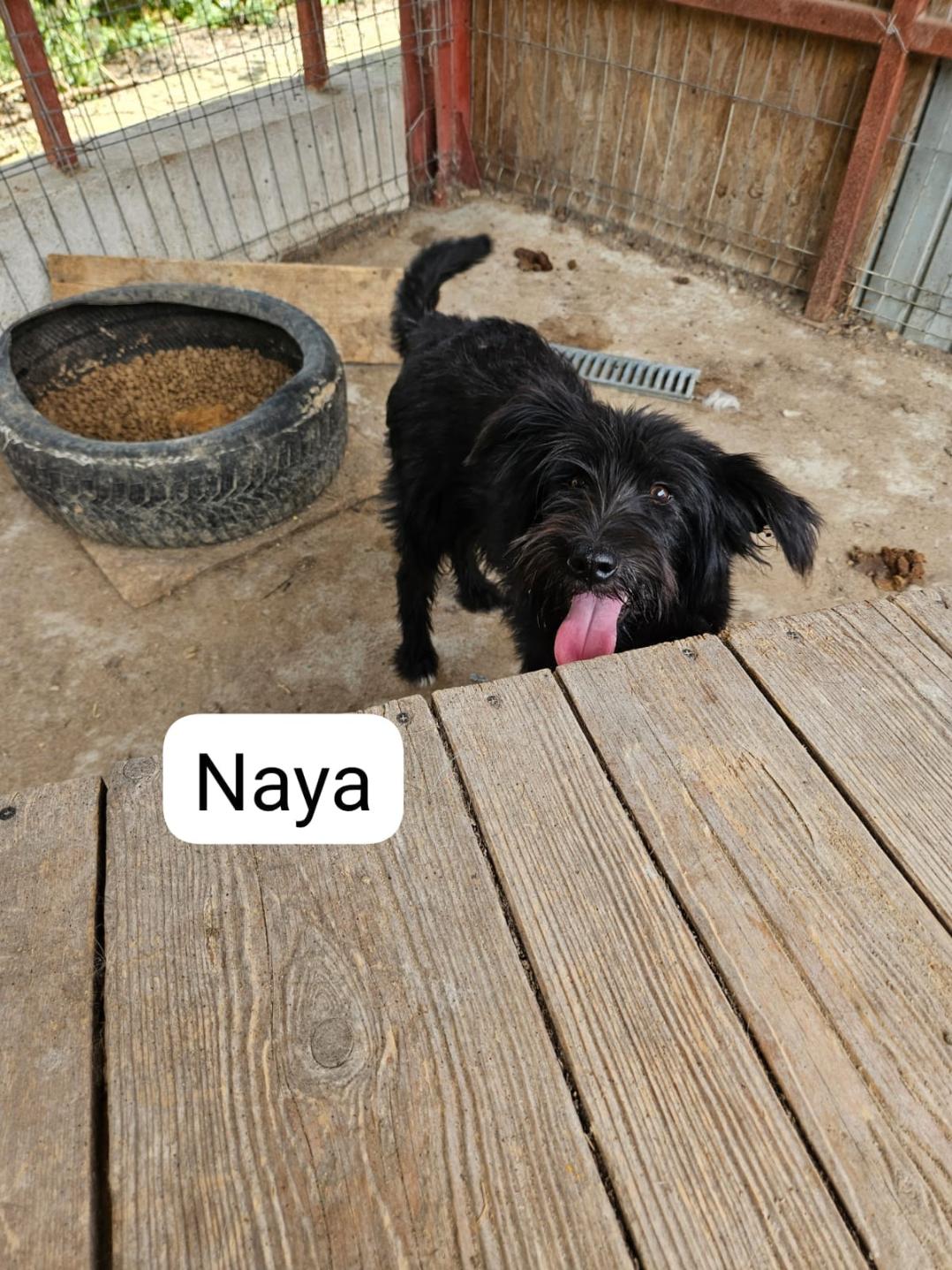 Naya, Hündin
