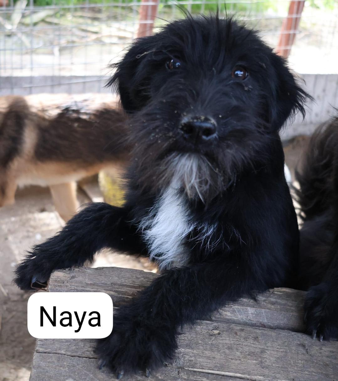 Naya, Hündin