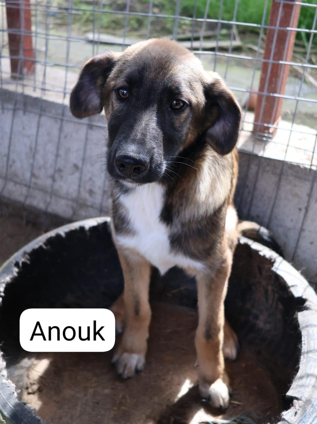 Anouk, Rüde