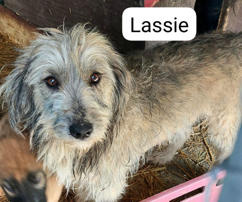 Lassie die Mutter von Naya und Anouk