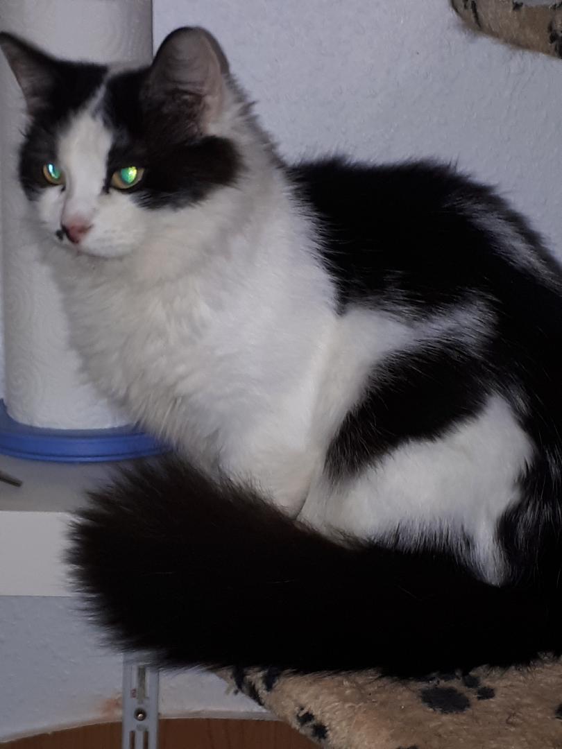 Katzen Tierpension Und Waisenstation Mit Herz Anja Witting