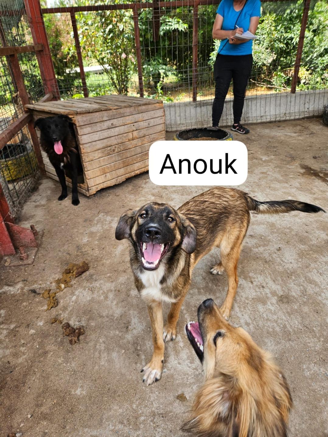 Anouk, Rüde