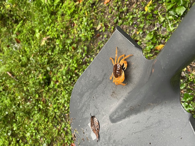 大岩の動いた日