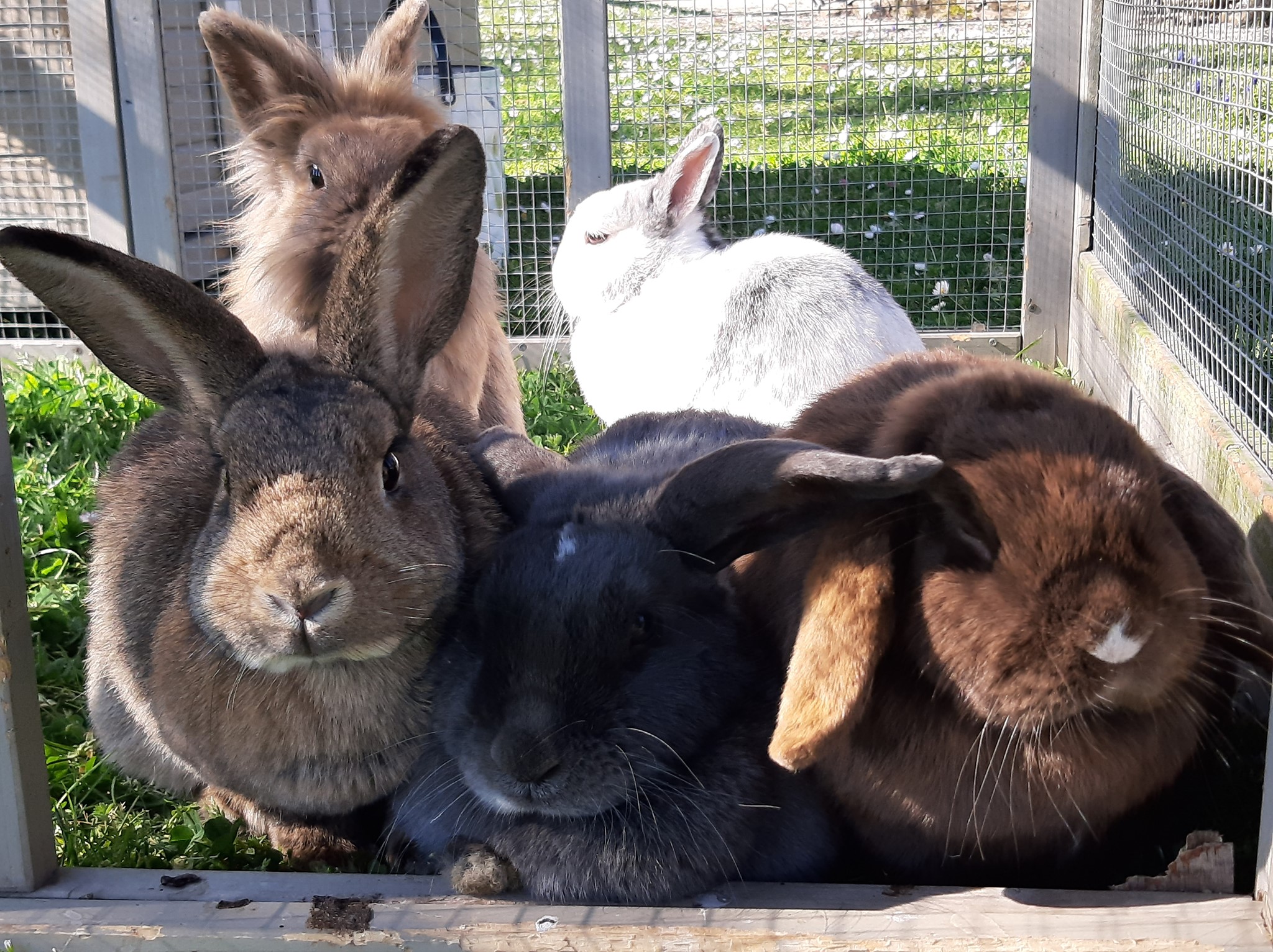 Nos lapins prennent un bain de soleil dans leur espace extérieur...