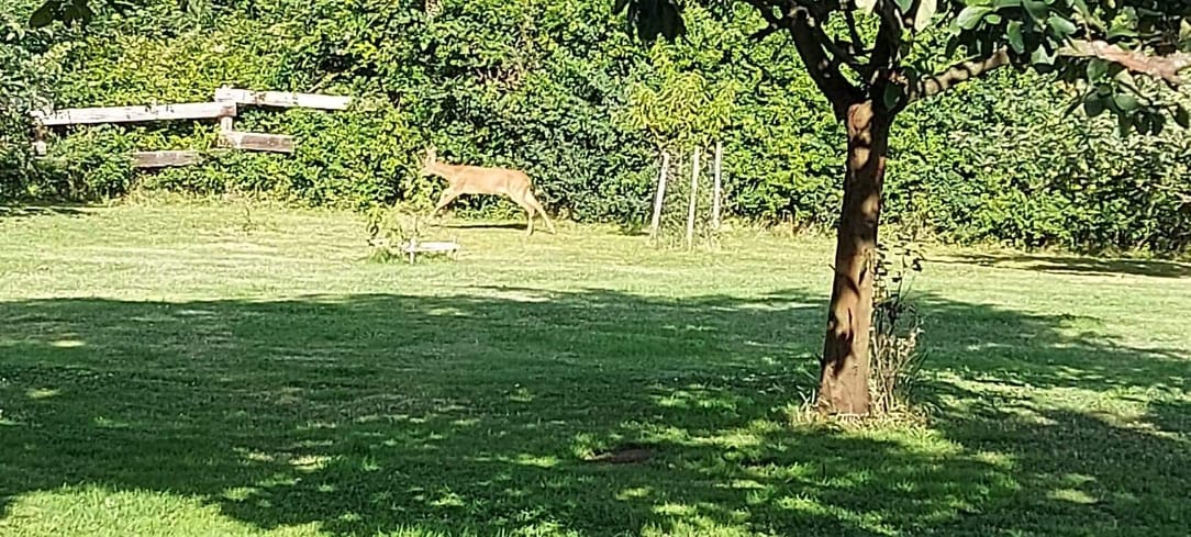 Une belle rencontre dans notre verger