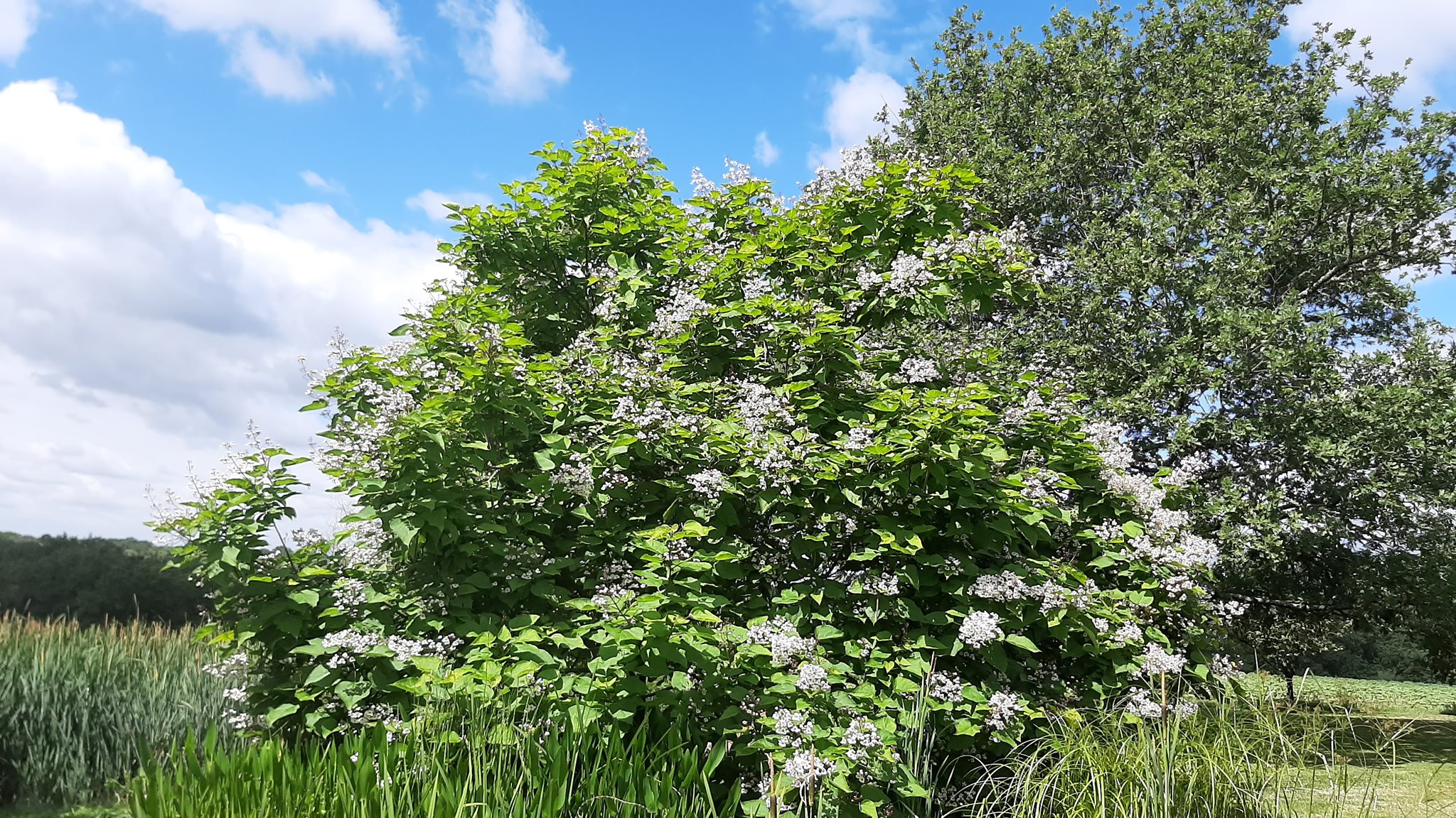 L'arbre aux haricots en pleine floraison