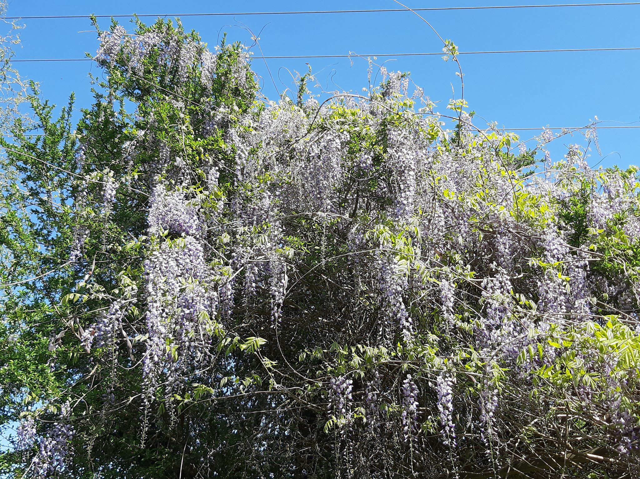 La magnifique glycine près de notre potager