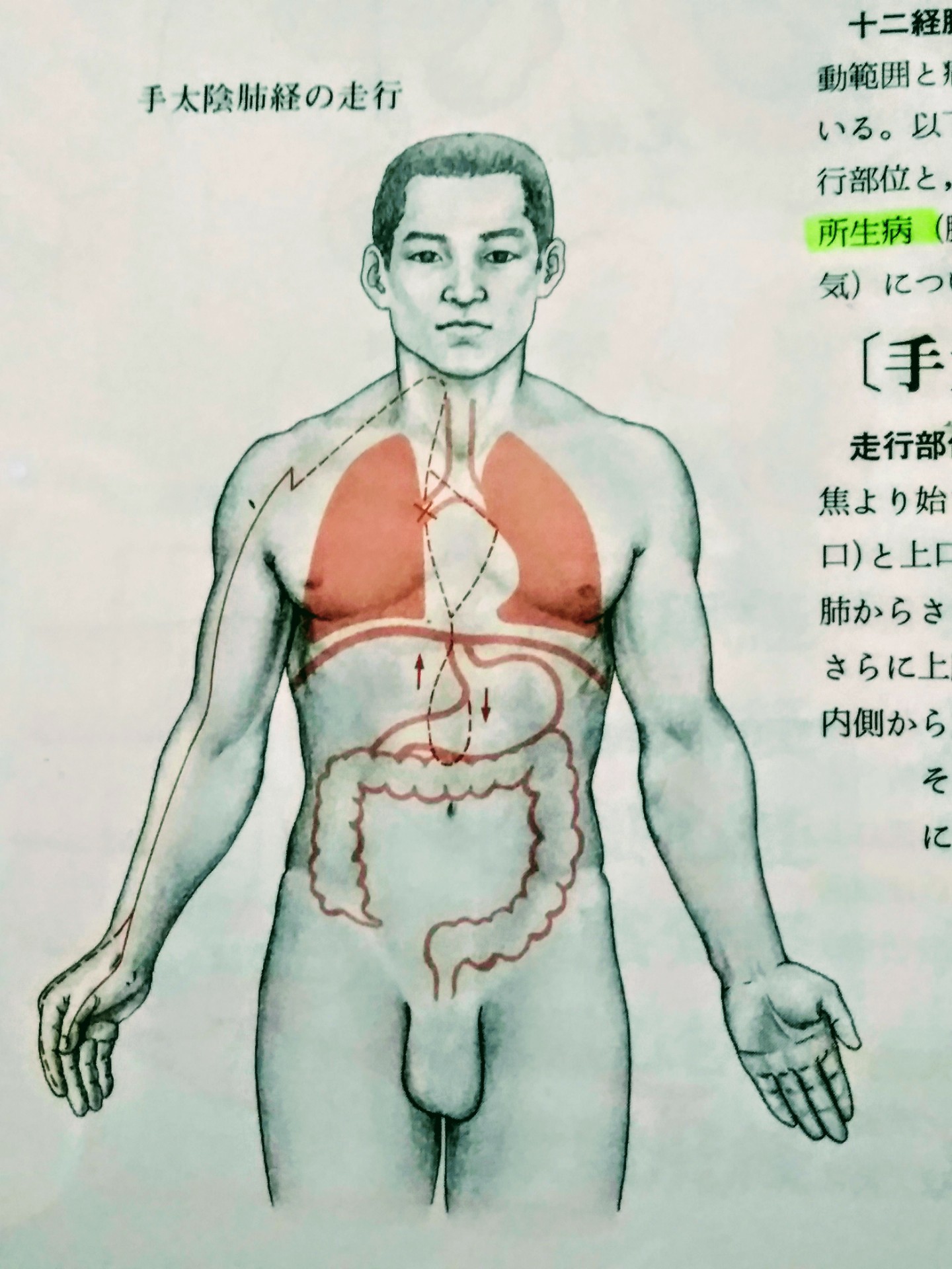 経脈医学針灸科学 経絡・経穴（ツボ）とは？ | いしわた鍼灸院 【人形町・水天宮前