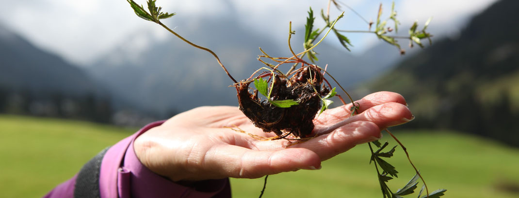 Alpenkräuter Krüterwibletag in Lech am Arlberg  Kräuterwerkstatt Lech