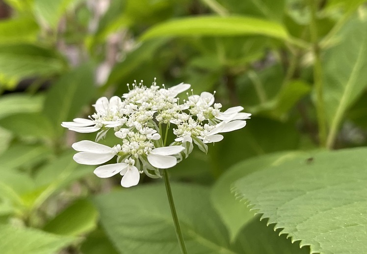 オルラヤ　こぼれ種で自然に増える植物