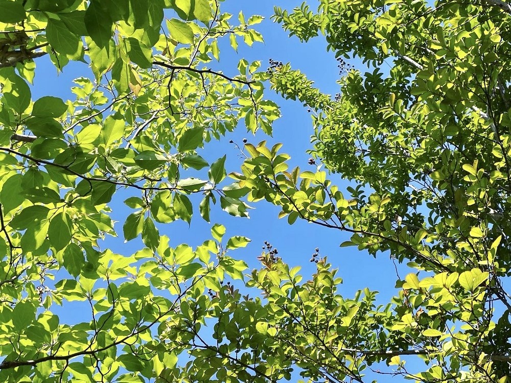 5月の庭