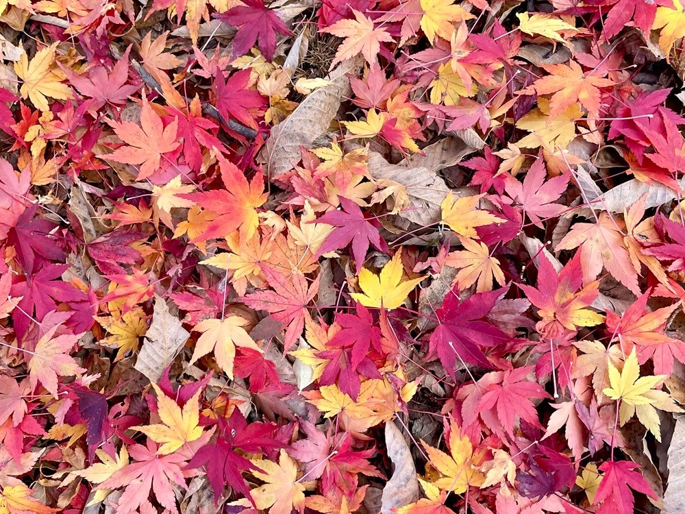 ちょっと遠くまで現地調査へ