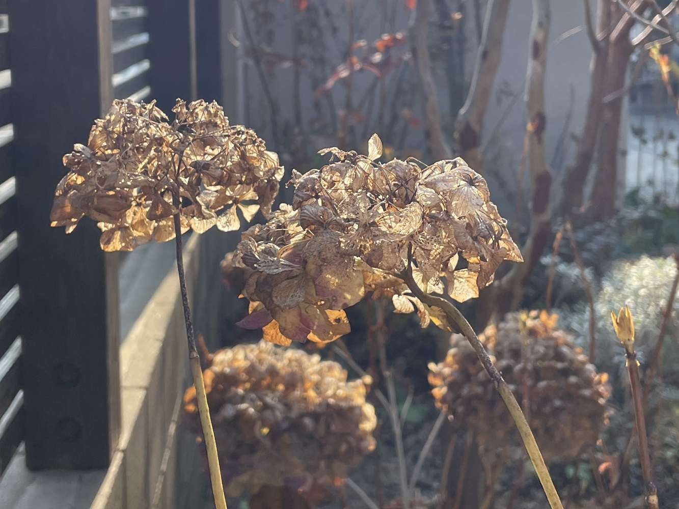 冬の紫陽花はドライフラワー
