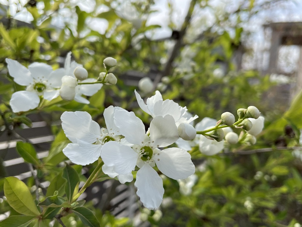 シンボルツリーにもおすすめ　4月に花が咲く木