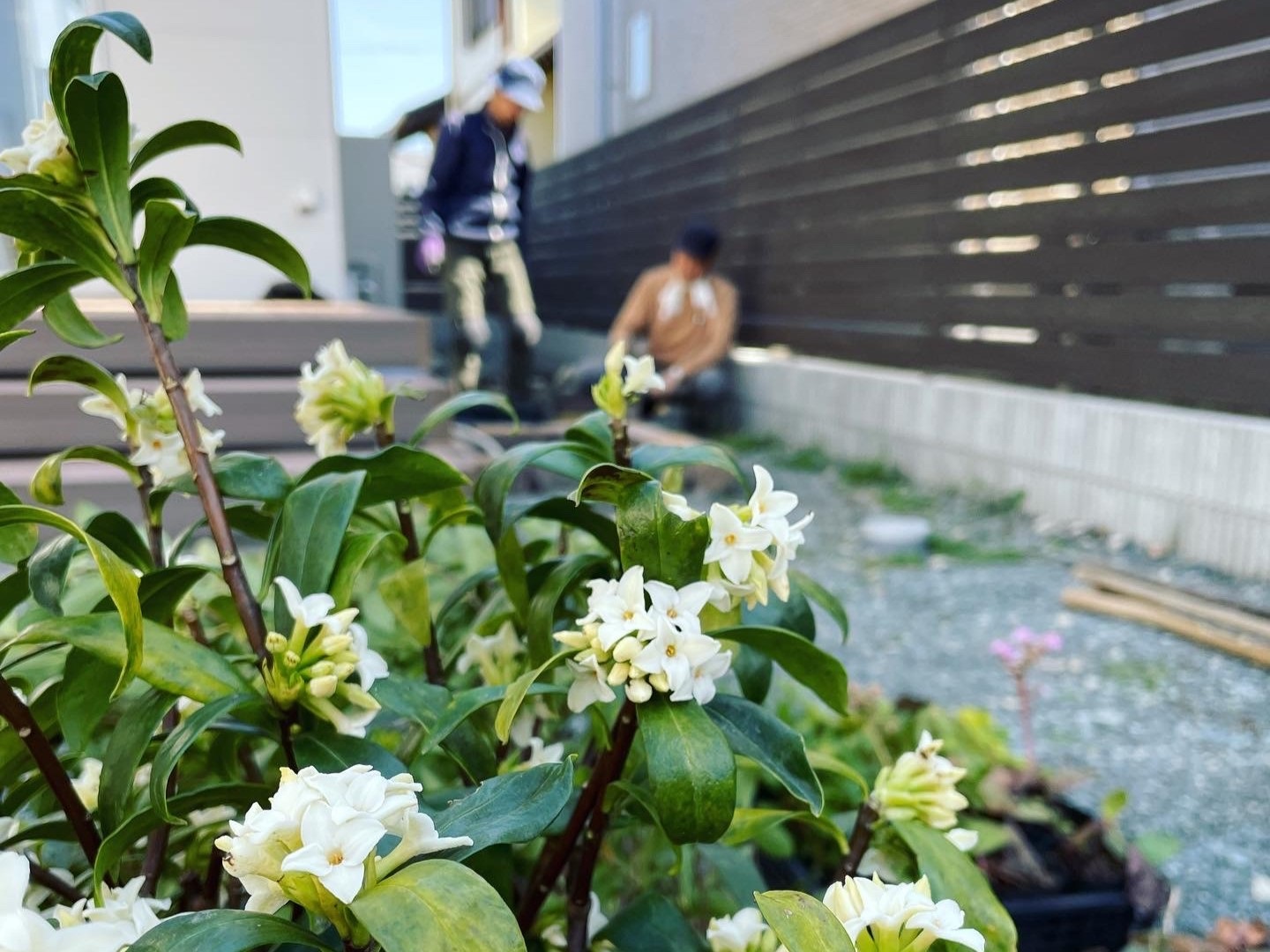 目隠しにおすすめの常緑樹