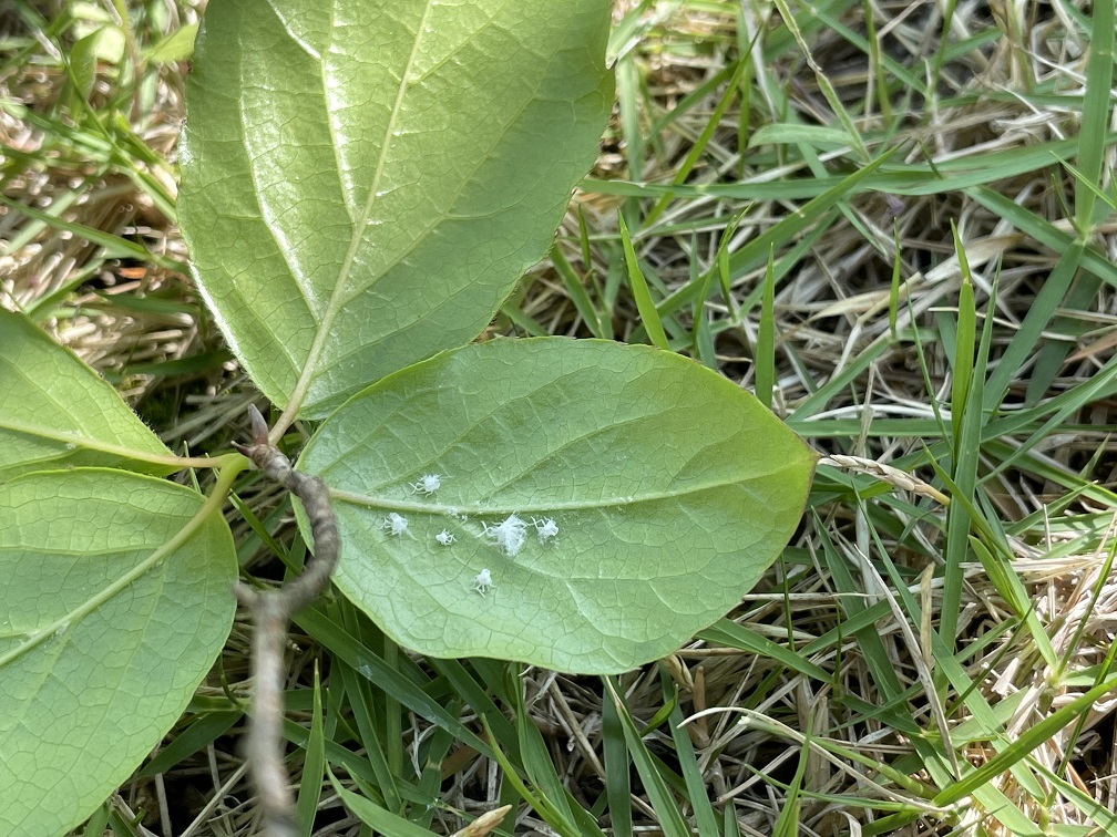 梅雨入り前に葉裏の観察を