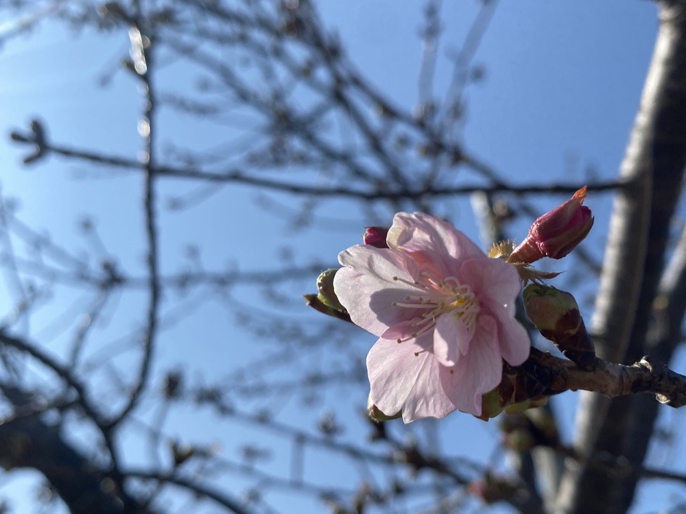 西古瀬川 河津桜 開花情報 2025